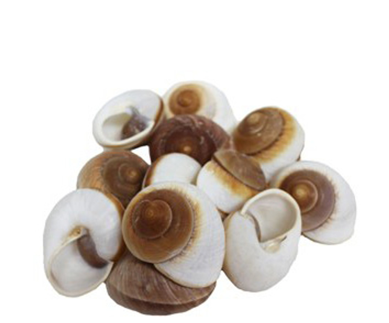 5pcs Giant Long Snail Shells, Snail Shell, Loose, Shells for Wedding, Shells  for Decoration GB1590 