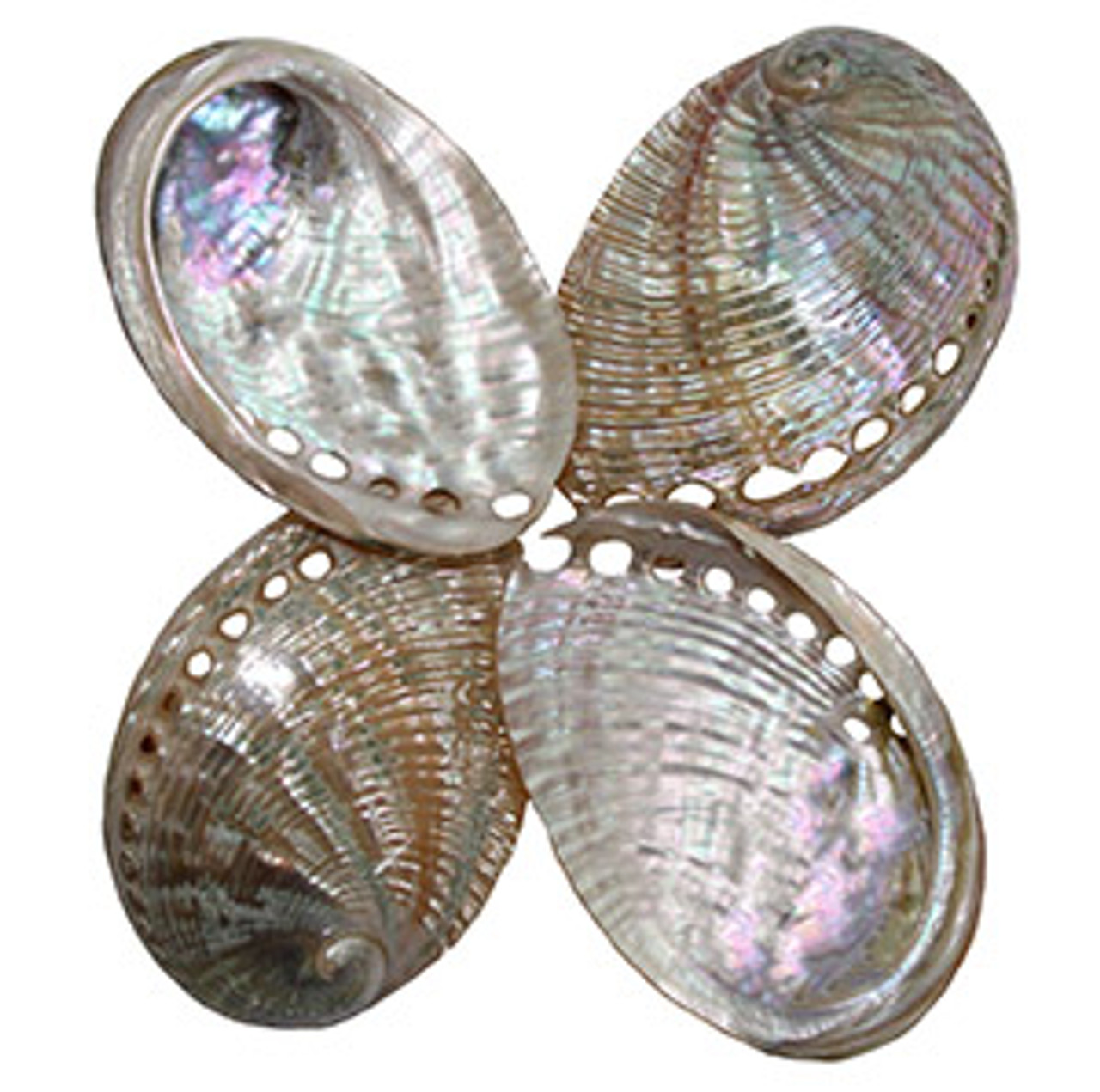 2-3 Blue & Green Abalone Seashells - Ear Shells - California Seashell  Company