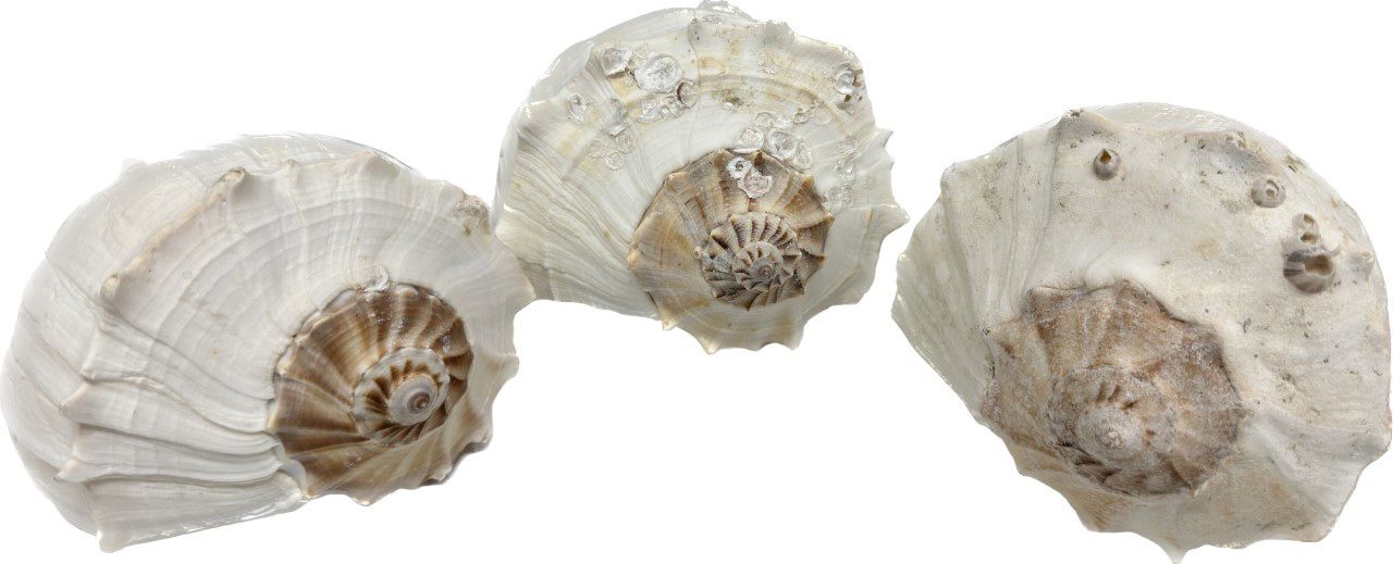 U.S. Shell, Inc. Lightning Whelk U.S. Shell, Inc. Lightning Whelk