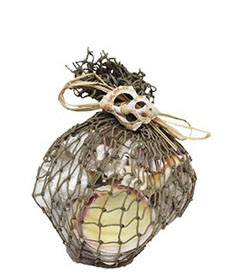 U.S. Shell, Inc. Seashells