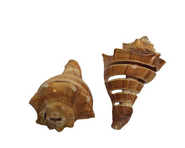 Spiral Cut Vole Shell - www.usshell.com