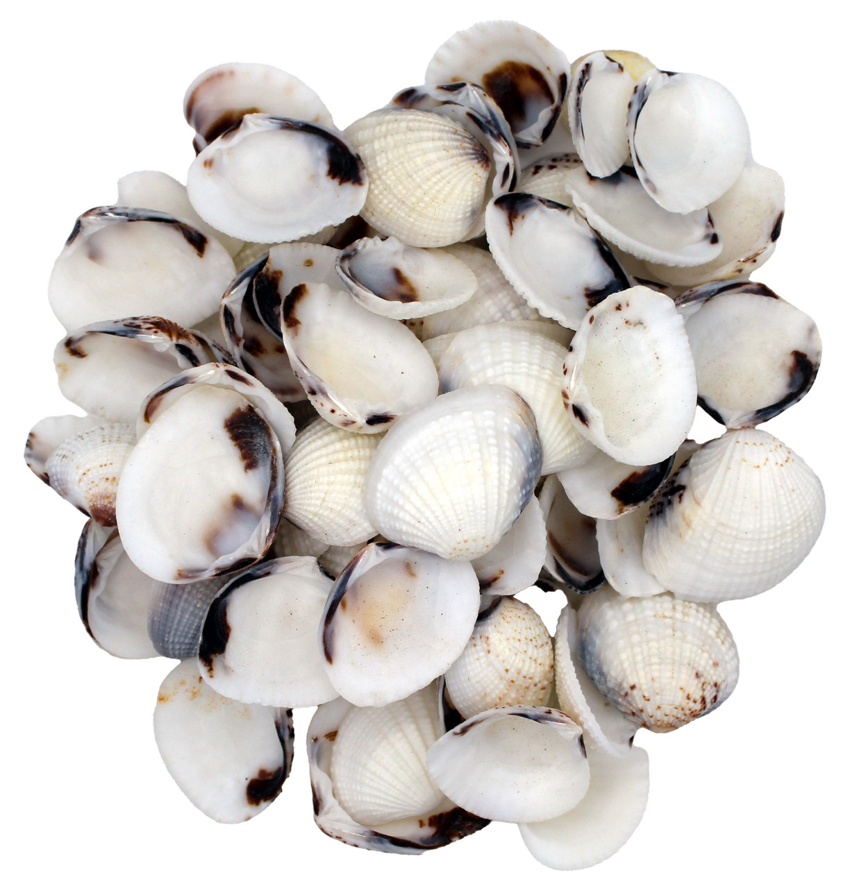 white clam shell