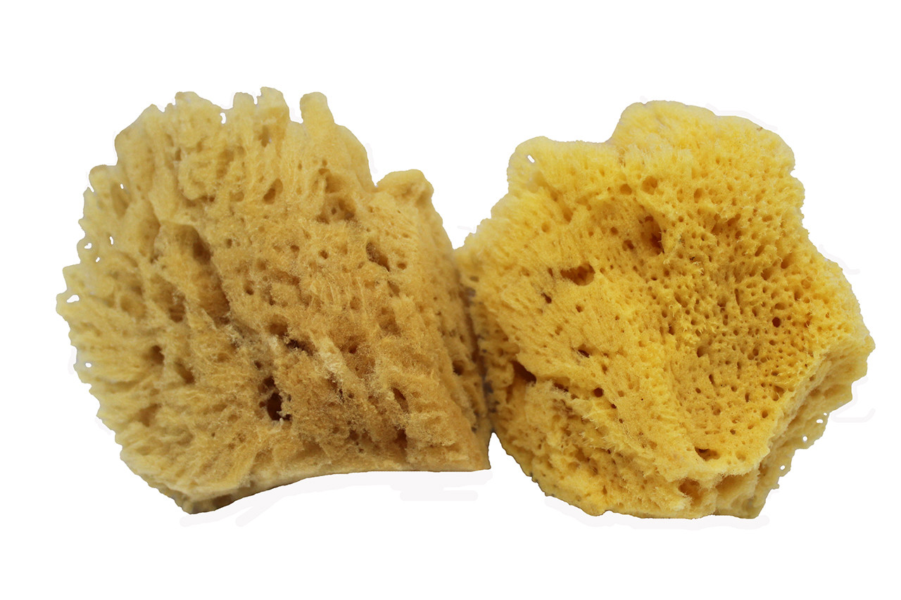 Natural Sponge: Small