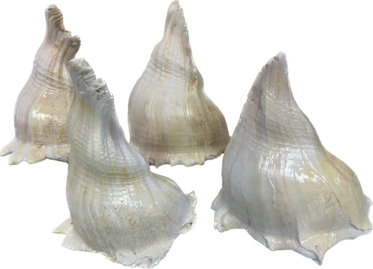 ◆LECOQ◆ Shell Bounce WhiteQQ112WCU11 QQ112WCU11_WHT0 Right Handed Whelk Seashell Knobbed Dark Streaked Busycon