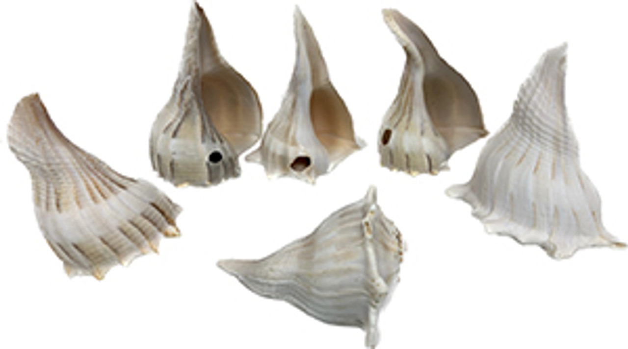 ◆LECOQ◆ Shell Bounce WhiteQQ112WCU11 QQ112WCU11_WHT0 Right Handed Whelk Seashell Knobbed Dark Streaked Busycon
