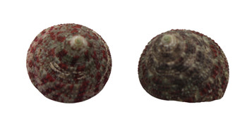 Trochus Radiatus Seashells