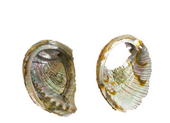 Broken Abalone Pieces-LB