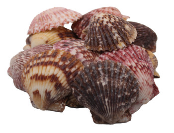 Assorted Pectens-LB