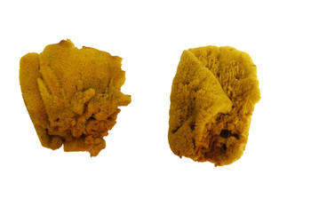  Assorted Sponge 