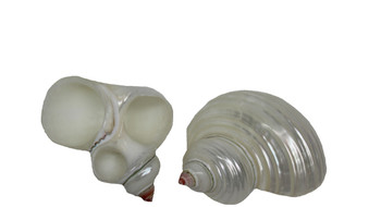Pearlized Turbo Napkin Ring