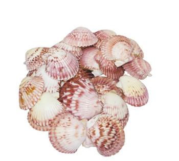 Pink Pecten Lacquered Seashells