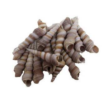 Small Purple Turitella Seashells 