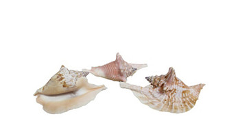 Rooster Conch Assorted Sizes