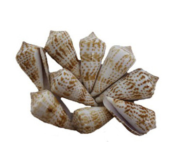 Extra Small Assorted Cones 