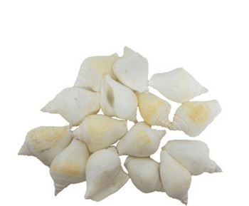 White Strombus Canarium 