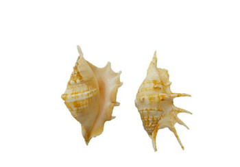 Lambis Lambis-Spider Shell
