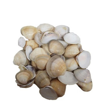 Brown/ Orange Clam Seashell