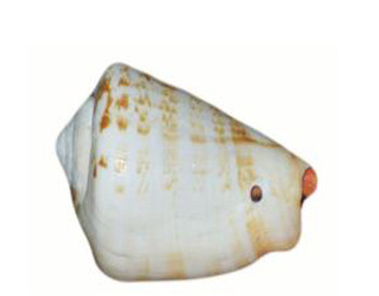 Drilled Strombus Luhuanus Seashells