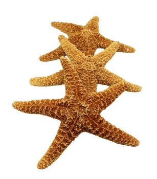 Sugar Starfish