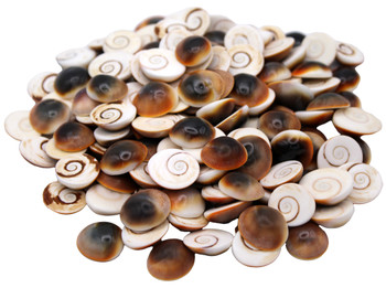 Cat's Eyes Red Seashells