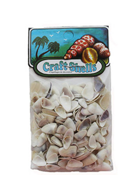 Baby Coquina- India