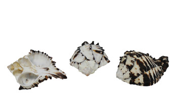 Black Murex Seashell Napkin Ring