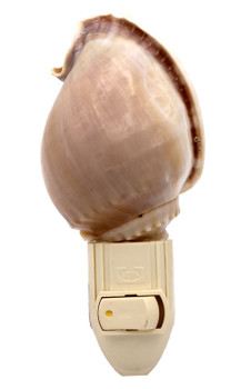 Bonnet Seashell Night Light