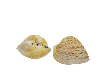 Cardium Seashells 