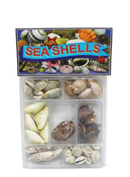 Cowrie Collection Seashells 