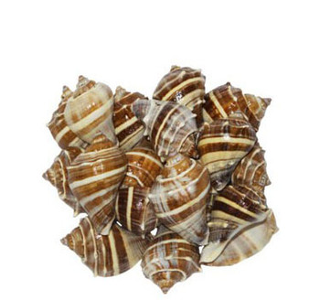 Crown Conch Seashells Lacq
