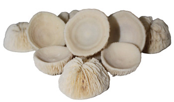 Cupped Mushroom Coral