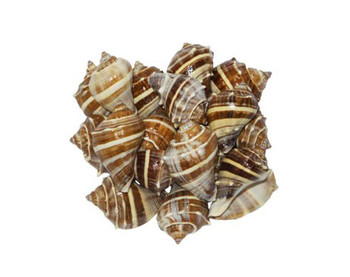 Crown Conch Laquered