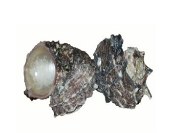 Drilled Angaria Delphinula Seashells