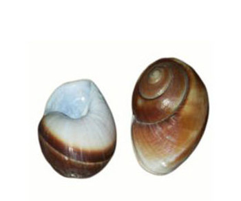 Drilled Giant Land Snail Seashells