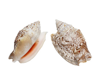 Drilled Strombus Auresdiane