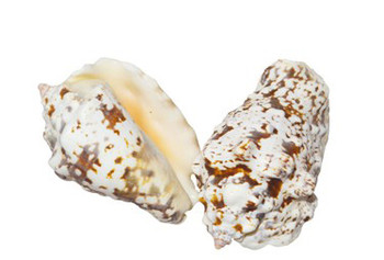 Drilled Strombus Lentiginosus Seashells 