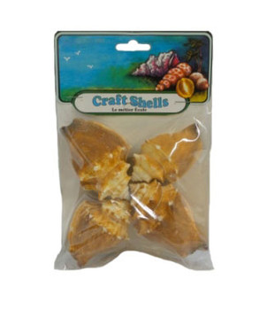 Fighting Conch Seashell - Craft Pack