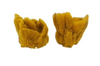 Vase Sponge 