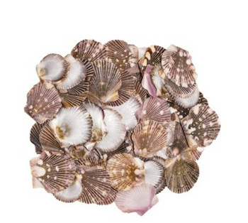 Pixadatus Flat Seashell