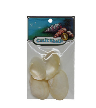 Jingle Seashell