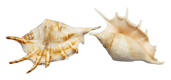 Lambis Lambis Seashells