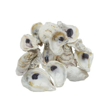 Drilled Oyster Shells