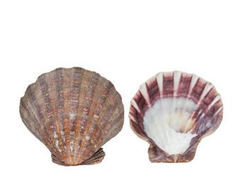Lion's Paw Seashell- Lacquered