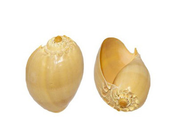 Melo Diadema Seashell