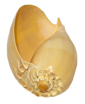 Melo Diadema Seashell