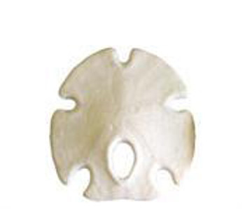 Arrowhead Sand Dollar