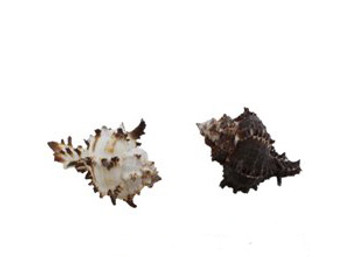 Murex Endiva Seashell