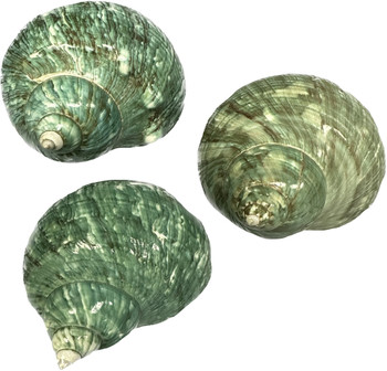 Natural Jade Turbo Seashell