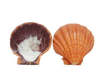 Orange Lion's Paw Seashell Pairs - Lacquered