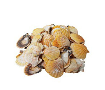 Orange Pecten Vexillum Seashell